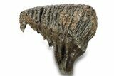 Fossil Woolly Mammoth Molar - Siberia #259882-3